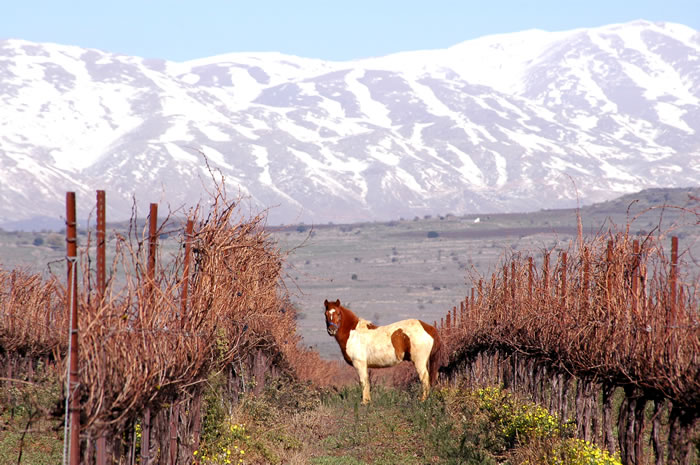 Why Victor Schoenfeld Became a Winemaker